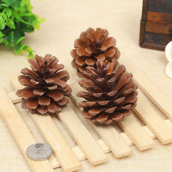 Quả thông khô tự nhiên trang trí Giáng sinh, hộp quà - Tự Nhiên L 5-7cm